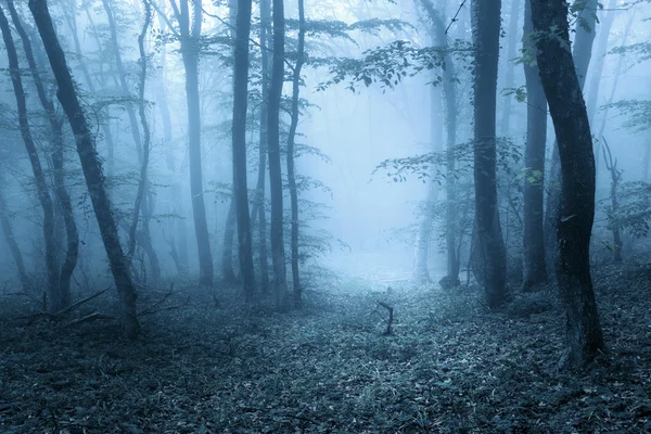 Bir gizemli karanlık orman yoluyla baharda iz