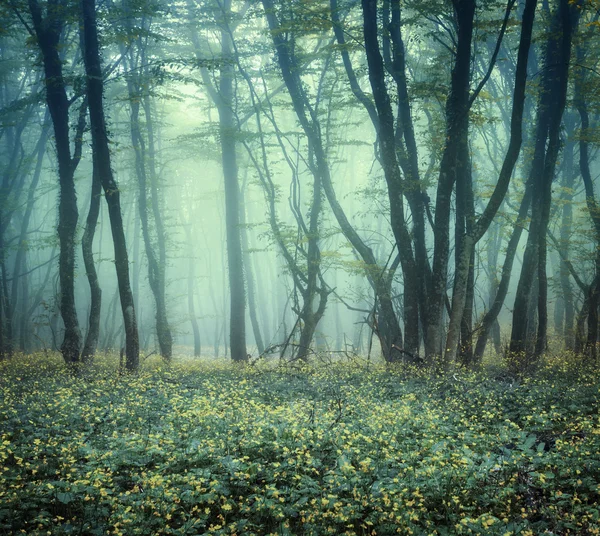 Trail door een mysterieuze donkere bos in de mist — Stockfoto