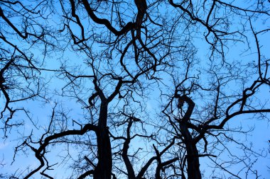 Ağaç dalları ile gök siluetleri. Gün batımı. Tasarı için arka plan