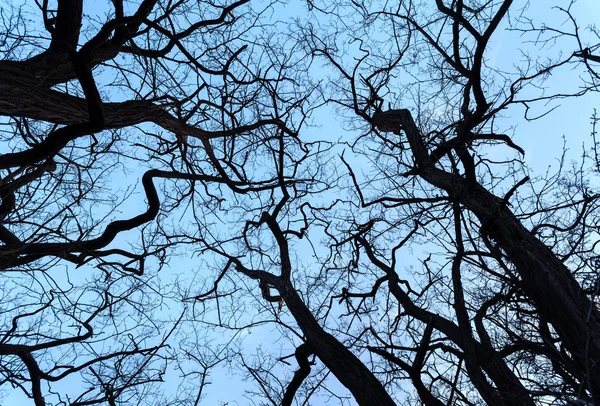 Silhuetas galhos de árvores com céu. Pôr do sol. Contexto para desig — Fotografia de Stock
