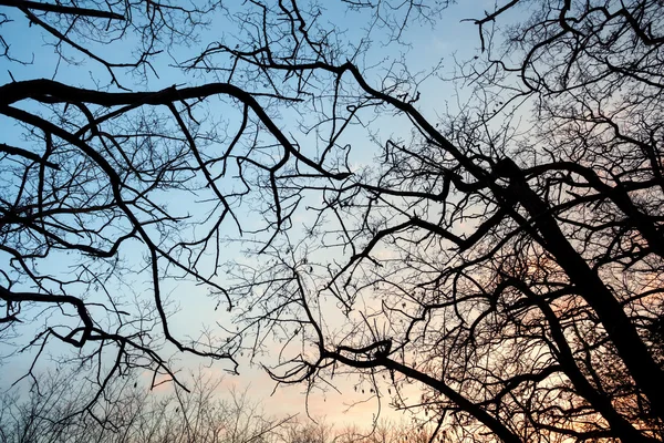 剪影树树枝与天空。日落。设计的背景 — 图库照片