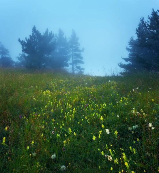 Karanlık, gizemli bir eski orman siste yol