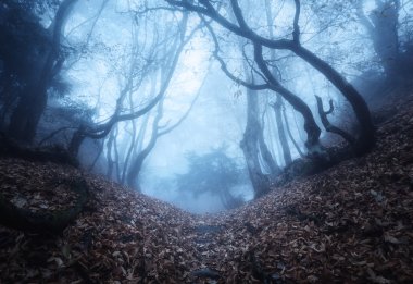 Trail through a mysterious dark old forest in fog. Autumn clipart