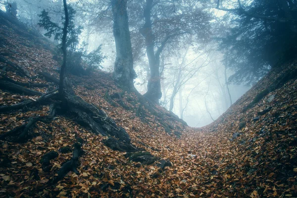 Trail through a mysterious dark old forest in fog. Autumn — Stock Photo, Image