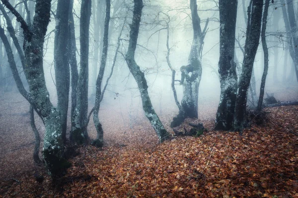 Karanlık, gizemli bir eski orman sisin içinde aracılığıyla trail. Sonbahar — Stok fotoğraf