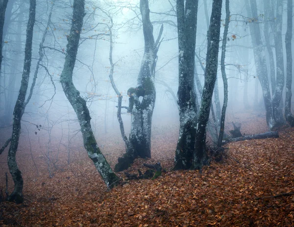 Trasa přes tajemné temné starý Les v mlze. Podzim — Stock fotografie