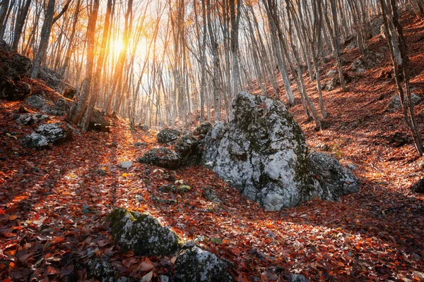 Güneşler Kırım Dağları içinde taş olan güzel sonbahar orman
