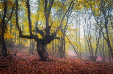 Karanlık, gizemli bir eski orman sisin içinde aracılığıyla trail. Sonbahar