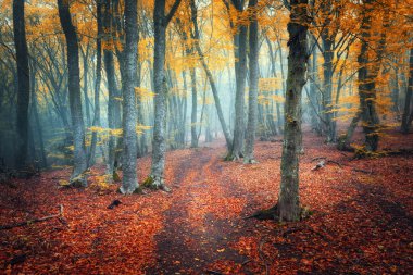 Karanlık, gizemli bir eski orman sisin içinde aracılığıyla trail. Sonbahar