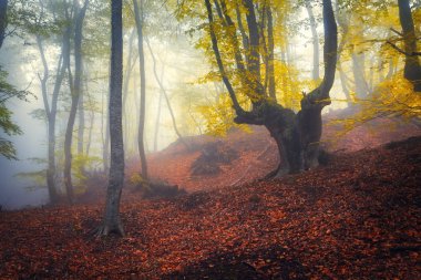 Karanlık, gizemli bir eski orman sisin içinde aracılığıyla trail. Sonbahar
