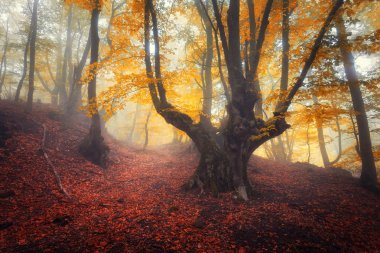 Karanlık, gizemli bir eski orman sisin içinde aracılığıyla trail. Sonbahar
