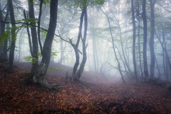 Mysterieuze donkere oude bos in mist. Herfst ochtend op de Krim — Stockfoto