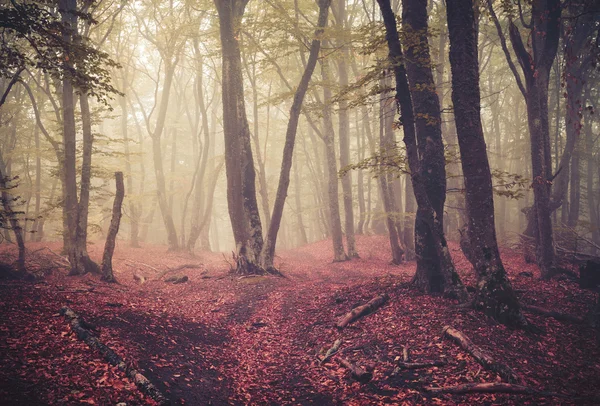 Φθινόπωρο δάσος στην ομίχλη. Πανέμορφο φυσικό τοπίο. Vintage στυλ — Φωτογραφία Αρχείου