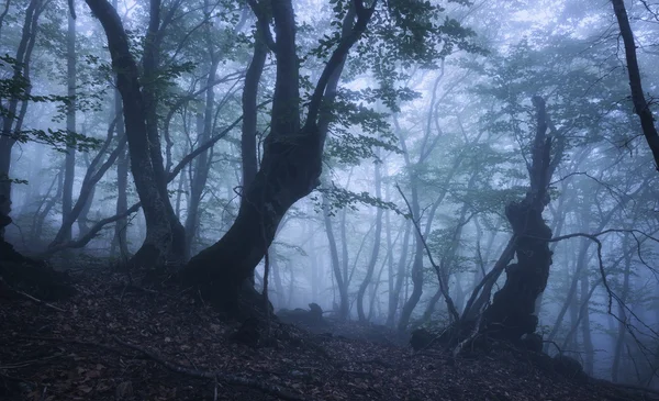 Donker herfst bos in mist. Prachtige natuurlijke landschap. — Stockfoto