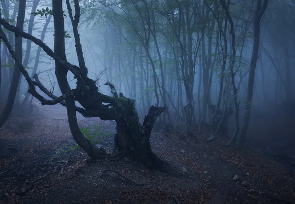Sis sonbahar karanlık ormanda. Güzel doğal peyzaj.