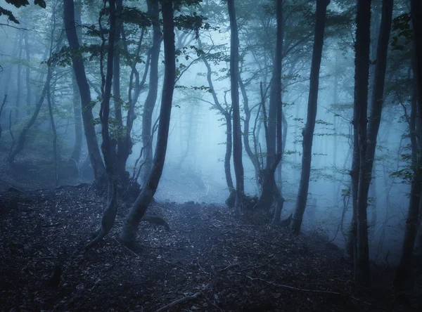 黑暗的秋天森林在雾中。美丽的自然景观. — 图库照片