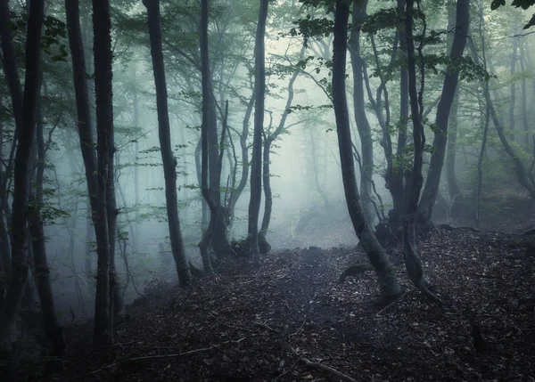 秋天的树林在雾中。美丽的自然景观. — 图库照片