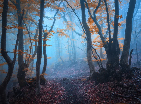 Sihirli sis sonbahar ormanda. Güzel doğal peyzaj.