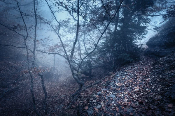 Φθινόπωρο δάσος στην ομίχλη. Πανέμορφο φυσικό τοπίο. Vintage στυλ — Φωτογραφία Αρχείου