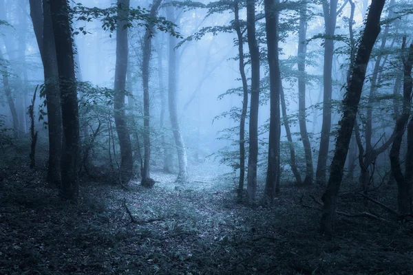 在雾中的春天森林。美丽的自然景观。复古风格 — 图库照片