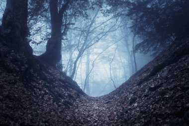 Sis sonbahar ormanda. Güzel doğal peyzaj. Vintage tarzı