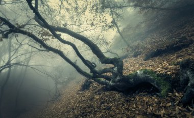 Sis sonbahar ormanda. Güzel doğal peyzaj. Vintage tarzı