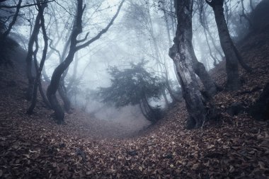 Sis sonbahar ormanda. Güzel doğal peyzaj. Vintage tarzı
