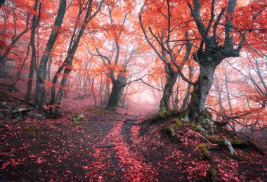 Beautiful magic red forest in fog in autumn. Fairytale landscape clipart