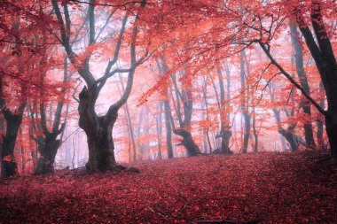 Sihirli kırmızı ormanda sis sonbahar içinde. Fairytale manzara