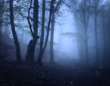 Sonbaharda siste korkunç gizemli orman. Sihirli ağaçlar. Doğa puslu manzara