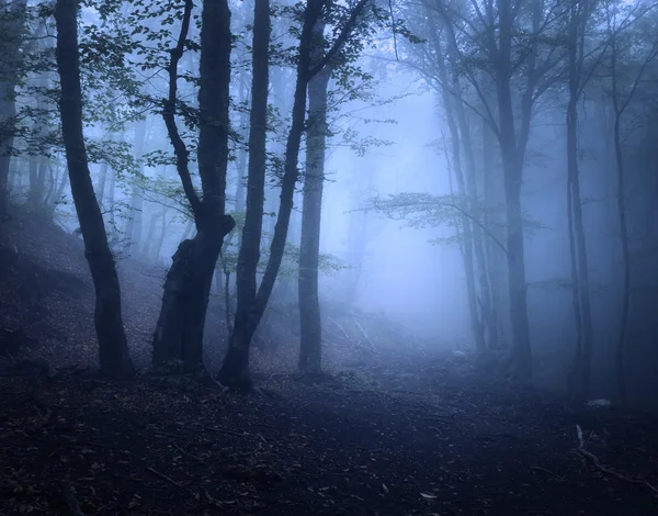 Scary mysterious forest in fog in autumn. Magic trees. Nature misty landscape