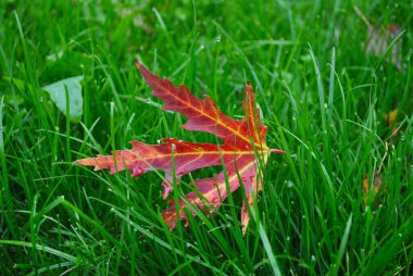 İn. Çimlerdeki bir ağaçtan yaprak. Yaklaş.