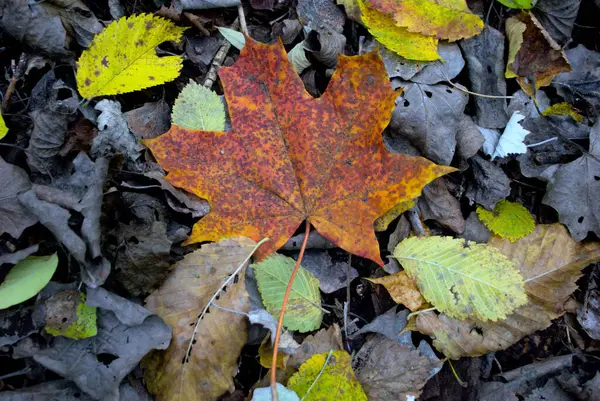 Упали Дерева Землю Осенние Листья Крупным Планом Яркие Кленовые Листья — стоковое фото