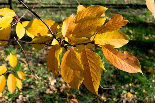 Boom Kers Helder Geel Oranje Bladeren Closeup Tak Zonnig — Stockfoto