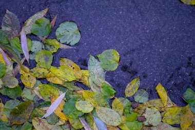 Arka plan parlak sarı söğüt ağacı yaprakları yerde söğüt ağacı yeşil bir su birikintisi yaprakları yakın sonbaharda