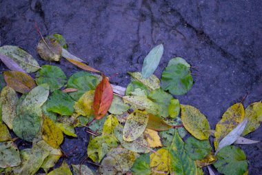 Parlak sarı yapraklar yakın bir sonbaharda yerdeki bir ağaçtan düştü.