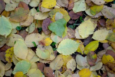 Düşen sarı kavak yaprakları yeşil kahverengi bordo ve yerde yakın plan ağacı sonbaharda