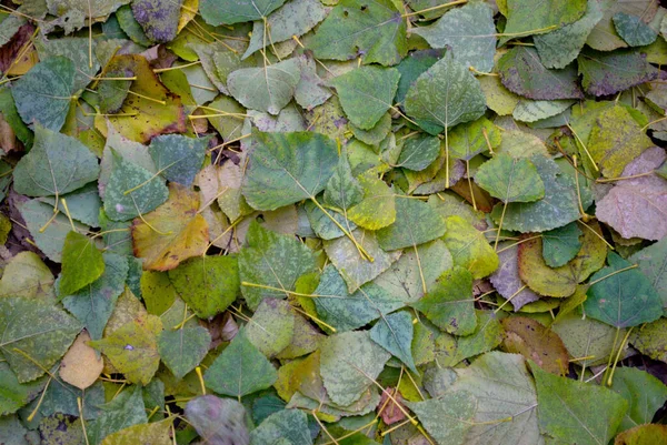 Gefallen Vergilbte Pappel Blätter Grün Gelb Mit Baum Auf Dem — Stockfoto