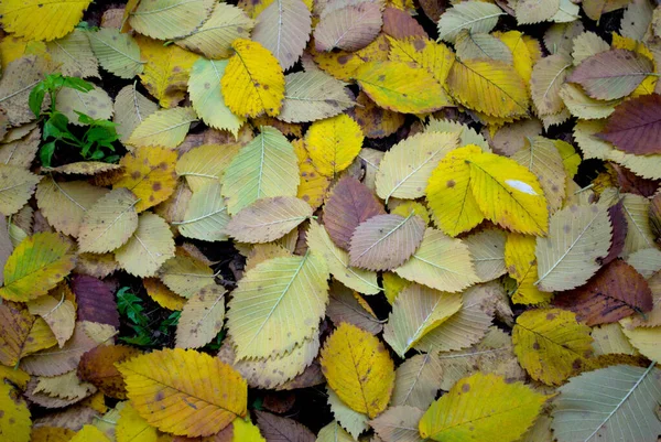 Ярко Опавшие Желтые Осины Листья Зелено Желтый Коричневый Бургундский Деревом — стоковое фото