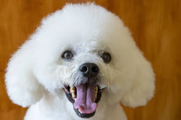 Coatepec Veracruz Mexico Portrait Poodle — Stock Photo, Image