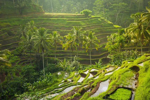 Prachtige rijstvelden in de's ochtends licht in de buurt van Tegallalang dorp, Ubud, Bali — Stockfoto