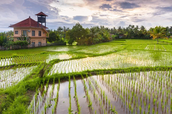 Vacker solnedgång över ris fält, Ubud, Bali — Stockfoto