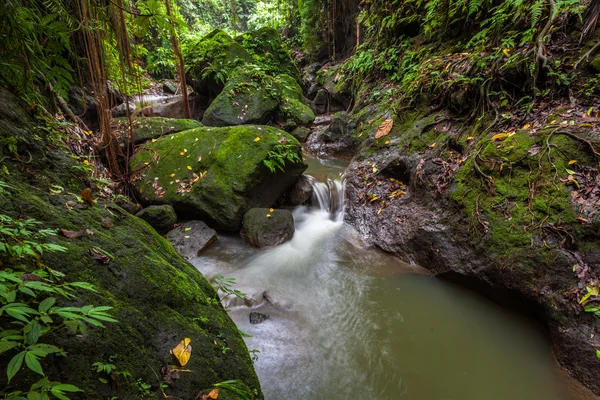 Affenwaldreservat, Ubud, Bali — Stockfoto
