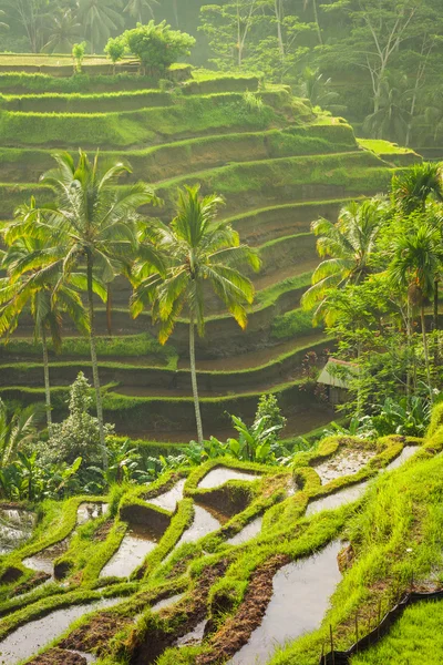 Szép rizs teraszok a könnyű Tegallalang village, Ubud, Bali fakuló — Stock Fotó