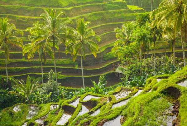 Szép rizs teraszok a könnyű Tegallalang village, Ubud, Bali fakuló — Stock Fotó