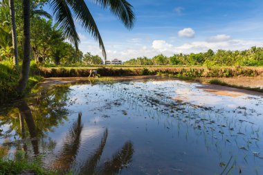  Çiftçi pirinç Bali Ubud pirinç tarlaları üzerinde dikim