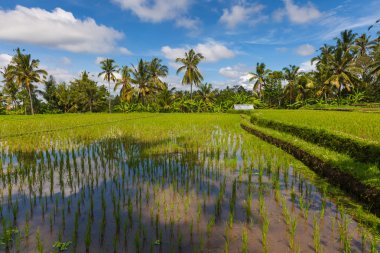 Gündüz toplayan pirinç tarlaları Ubud, Bali, Endonezya.