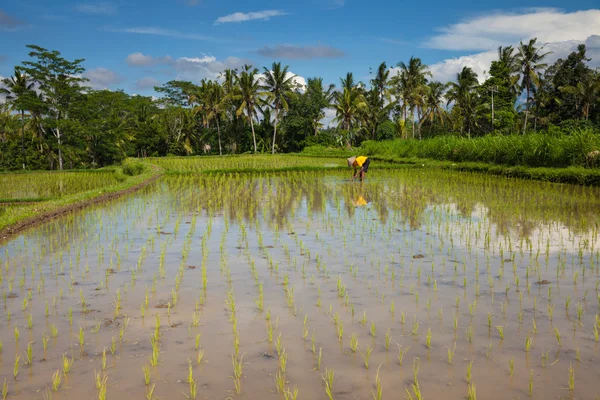 Agricultor está plantando arroz nos campos de arroz em Ubud, Bali — Fotografia de Stock