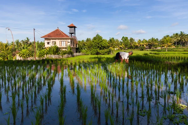 Agricultor está plantando arroz en los campos de arroz en Ubud, Bali — Foto de Stock