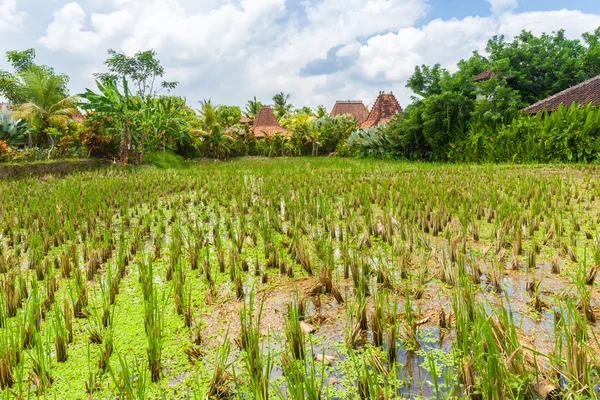 Paisaje diurno de los arrozales de Ubud, Bali — Foto de Stock